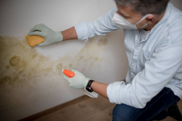 Home Mold Removal in La Conner, WA