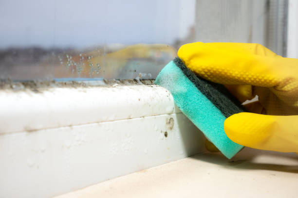 Best Mold Damage Repair  in La Conner, WA
