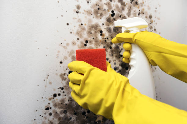 Best Office Mold Removal Services  in La Conner, WA