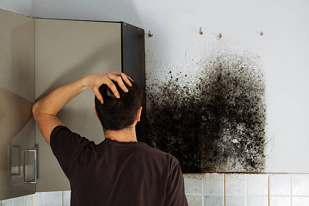 Trusted La Conner, WA Mold Removal Experts