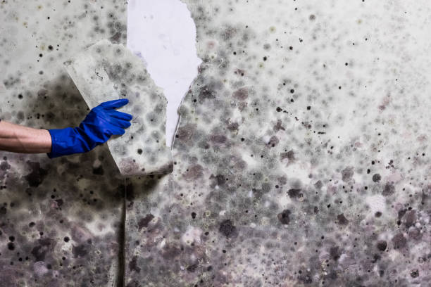 Best Water Damage Restoration  in La Conner, WA