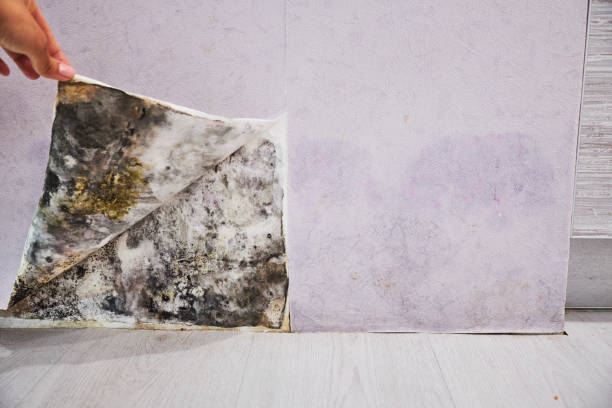 Best Professional Mold Removal  in La Conner, WA